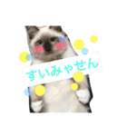 ラグドールとアメショーと時々文鳥と柴犬（個別スタンプ：10）