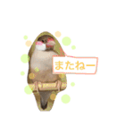 ラグドールとアメショーと時々文鳥と柴犬（個別スタンプ：11）