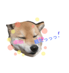 ラグドールとアメショーと時々文鳥と柴犬（個別スタンプ：13）