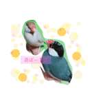ラグドールとアメショーと時々文鳥と柴犬（個別スタンプ：17）