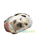 ラグドールとアメショーと時々文鳥と柴犬（個別スタンプ：21）