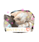 ラグドールとアメショーと時々文鳥と柴犬（個別スタンプ：24）