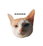 Masters Cat（個別スタンプ：1）