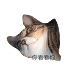 Masters Cat（個別スタンプ：2）