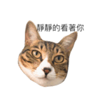 Masters Cat（個別スタンプ：3）