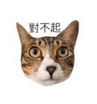 Masters Cat（個別スタンプ：4）