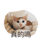Masters Cat（個別スタンプ：5）