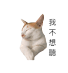 Masters Cat（個別スタンプ：6）