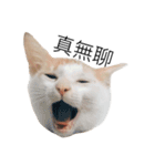 Masters Cat（個別スタンプ：7）