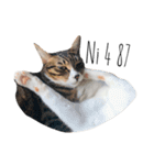 Masters Cat（個別スタンプ：8）