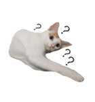 Masters Cat（個別スタンプ：9）