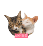 Masters Cat（個別スタンプ：10）