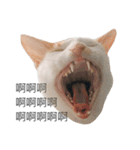 Masters Cat（個別スタンプ：11）