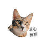Masters Cat（個別スタンプ：12）