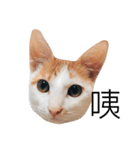 Masters Cat（個別スタンプ：13）