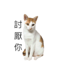Masters Cat（個別スタンプ：14）