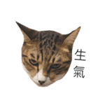 Masters Cat（個別スタンプ：15）