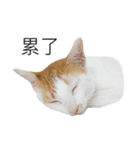 Masters Cat（個別スタンプ：16）