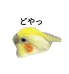 ぴーちゃんです（個別スタンプ：8）