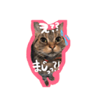 Cats momimoca（個別スタンプ：1）