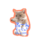 Cats momimoca（個別スタンプ：2）