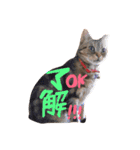 Cats momimoca（個別スタンプ：4）