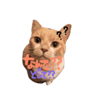 Cats momimoca（個別スタンプ：5）