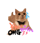 Cats momimoca（個別スタンプ：7）