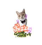 Cats momimoca（個別スタンプ：8）