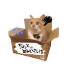 Cats momimoca（個別スタンプ：9）