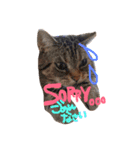 Cats momimoca（個別スタンプ：10）