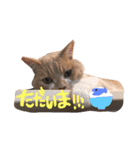 Cats momimoca（個別スタンプ：11）