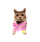 Cats momimoca（個別スタンプ：12）