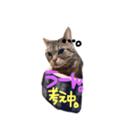 Cats momimoca（個別スタンプ：13）