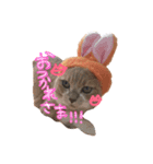 Cats momimoca（個別スタンプ：16）