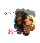 今日のダックス。（個別スタンプ：3）