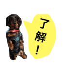 今日のダックス。（個別スタンプ：6）