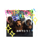 今日のダックス。（個別スタンプ：14）