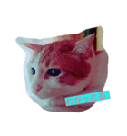 my ねこ（個別スタンプ：1）