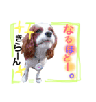 ワンコ実写スタンプ☆4・キャバリアさん達（個別スタンプ：3）