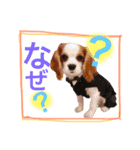 ワンコ実写スタンプ☆4・キャバリアさん達（個別スタンプ：5）