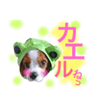 ワンコ実写スタンプ☆4・キャバリアさん達（個別スタンプ：6）