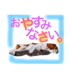 ワンコ実写スタンプ☆4・キャバリアさん達（個別スタンプ：13）