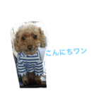 くるんくるん（個別スタンプ：1）