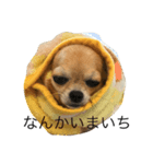 チワワのパクチー（個別スタンプ：7）