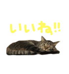 たけるん2（個別スタンプ：16）