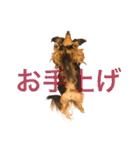☆Rinのお返事☆（個別スタンプ：36）