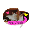 猫スタンプキュート（個別スタンプ：1）