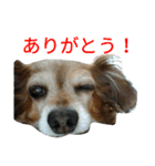 二匹の癒しスタンプ♪（個別スタンプ：1）