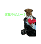 二匹の癒しスタンプ♪（個別スタンプ：3）